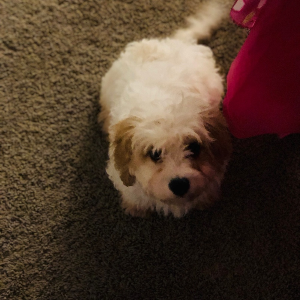 Meet your Posher, Radha